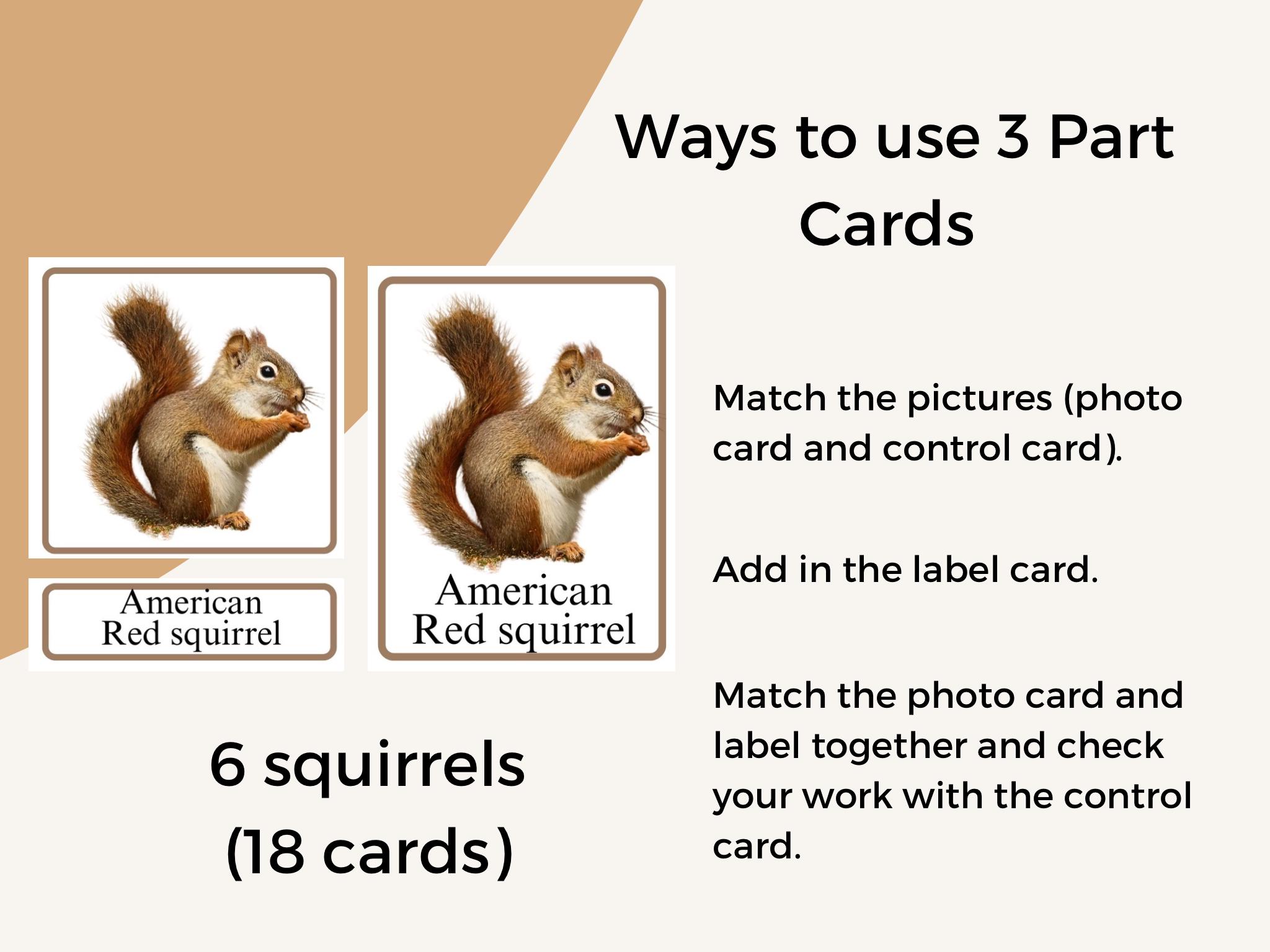 Acorn & Squirrel Preschool Printable Set: Homeschool Learning (PDF) - Etsy