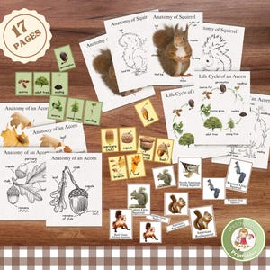Bellotas y ardillas: anatomía y ciclo de vida; hojas de trabajo de ciencias para preescolar y jardín de infantes; tarjetas de 3 partes sobre especies de ardillas; educación en el hogar Montessori