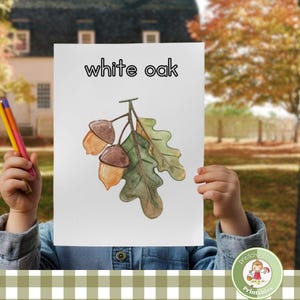 May include: A white rectangular sheet of paper featuring a watercolour illustration of two brown acorns attached to a stem with three green oak leaves. The text "white oak" is printed in black letters at the top of the page above the illustration.