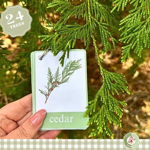Tree leaf identification cards for kids, Montessori nomenclature cards, Charlotte Mason homeschool field guide, printable nature study