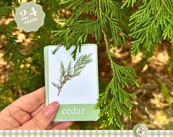 Tree Leaf Identification Cards: Montessori Homeschool Nature Study (PDF)