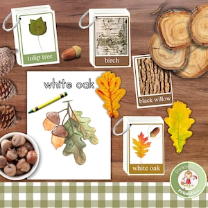 Tree Identification Flashcards for Kids: Leaf & Bark Photos (PDF)