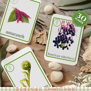 Cartes Montessori imprimables en 3 parties Plantes comestibles, nomenclature pour salle de classe, école à la maison, étude de la nature cartes en trois parties, vraies photos