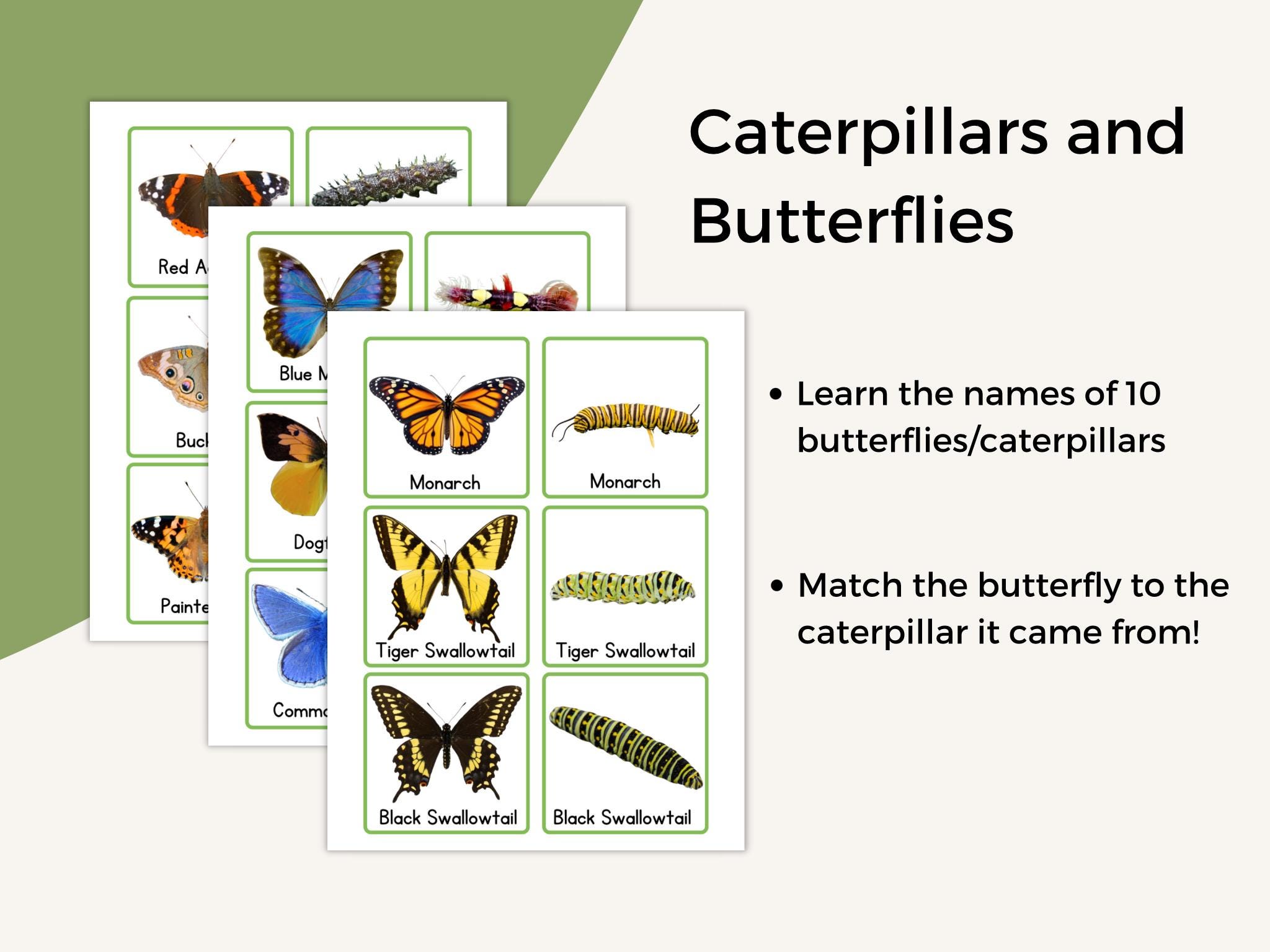 Butterfly Caterpillar Matching Cards Montessori Homeschool Activity