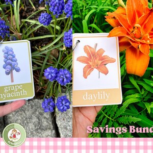 BUNDLE Frühling & Sommer Blumenidentifikationskarten für Kinder; Druckbarer Feldführer; Pflanzen im Freien, Garten, Naturaktivität; Charlotte Mason