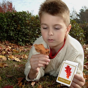 Fall Tree Leaf Identification Cards: Montessori Homeschool Nature Study (PDF)