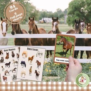Tarjetas didácticas de colores de caballos para niños; tarjetas didácticas de marcas de caballos y colores de pelaje con fotos reales; de inspiración Montessori; minigráfico para educación en casa