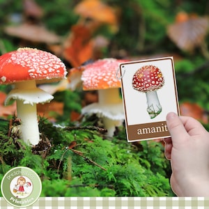 Cartes de nomenclature des champignons pour enfants ; cartes-éclair d'identification; mycologie pour les enfants ; Unité d'étude sur la nature printanière avec de vraies photos pour l'école à la maison