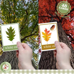 Paquete de tarjetas de identificación de hojas de árboles para niños; Hojas de verano y otoño; Tarjetas de nomenclatura Montessori; Guía de campo de educación en casa de Charlotte Mason