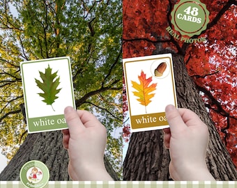Tree Leaf Identification Cards: Montessori Homeschool Field Guide (PDF)