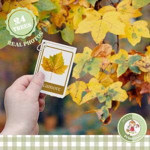Fall tree leaf identification cards for kids, Montessori nomenclature cards, Charlotte Mason homeschool field guide, printable nature study