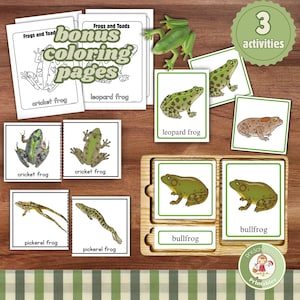 Printable frog lessons for kids; Frog & toad species learning activities for homeschool science; Types of frogs Montessori animal flashcards