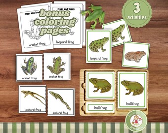 Frog & Toad Learning Activities: Homeschool Science Flashcards (PDF)
