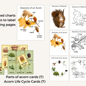 Acorn & Squirrel Preschool Printable Set: Homeschool Learning (PDF) - Etsy