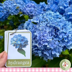 Summer Flower identification for kids, Montessori nomenclature cards, Charlotte Mason homeschool field guide, printable Reggio nature study