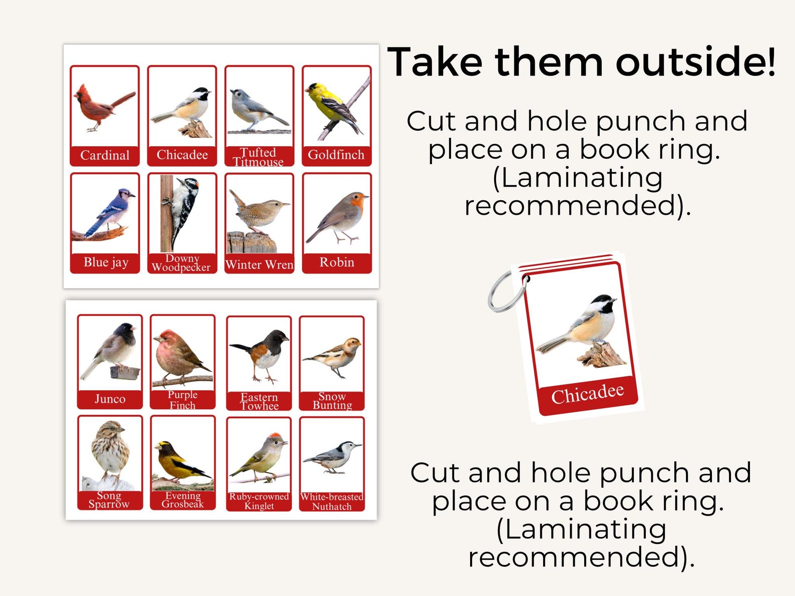 Bird Identification Cards for Kids: Winter and Spring Species, Coloring ...