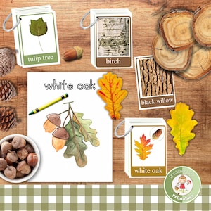 Tree identification cards for kids; fall leaf & winter bark flashcards w REAL PHOTOS; nature guide flip cards forest school; coloring pages