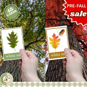 Tree Leaf Identification Cards: Montessori Homeschool Field Guide (PDF)