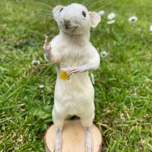 May include: A taxidermy white mouse standing upright on a circular wooden base. The mouse has long whiskers, dark eyes, and is holding a miniature clear glass mug filled with a yellow liquid that resembles beer in one of its front paws.