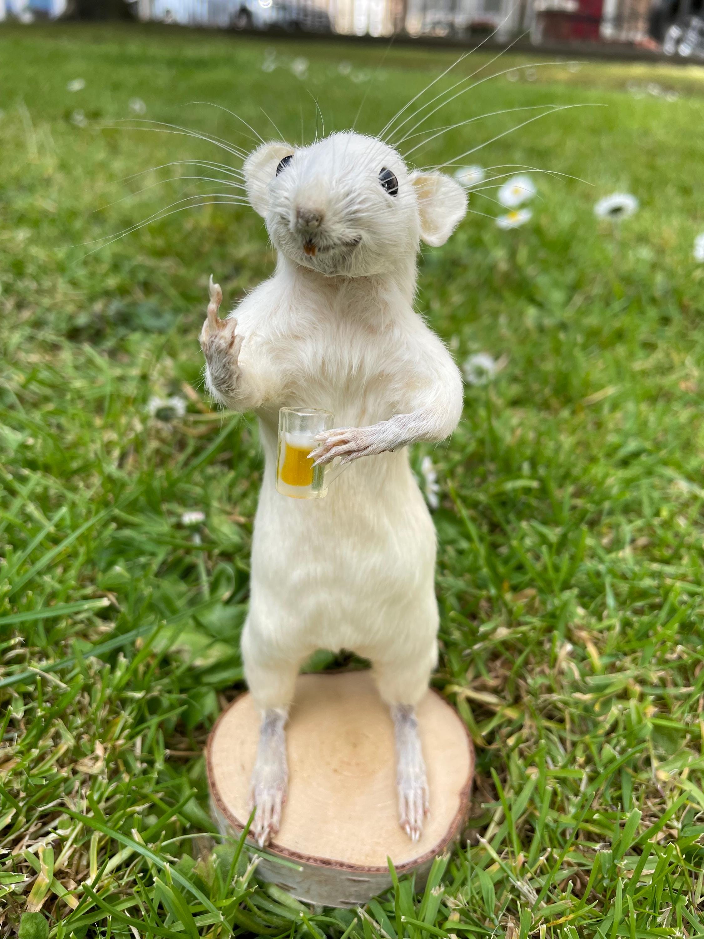 Bad taxidermied squirrel - Etsy 日本