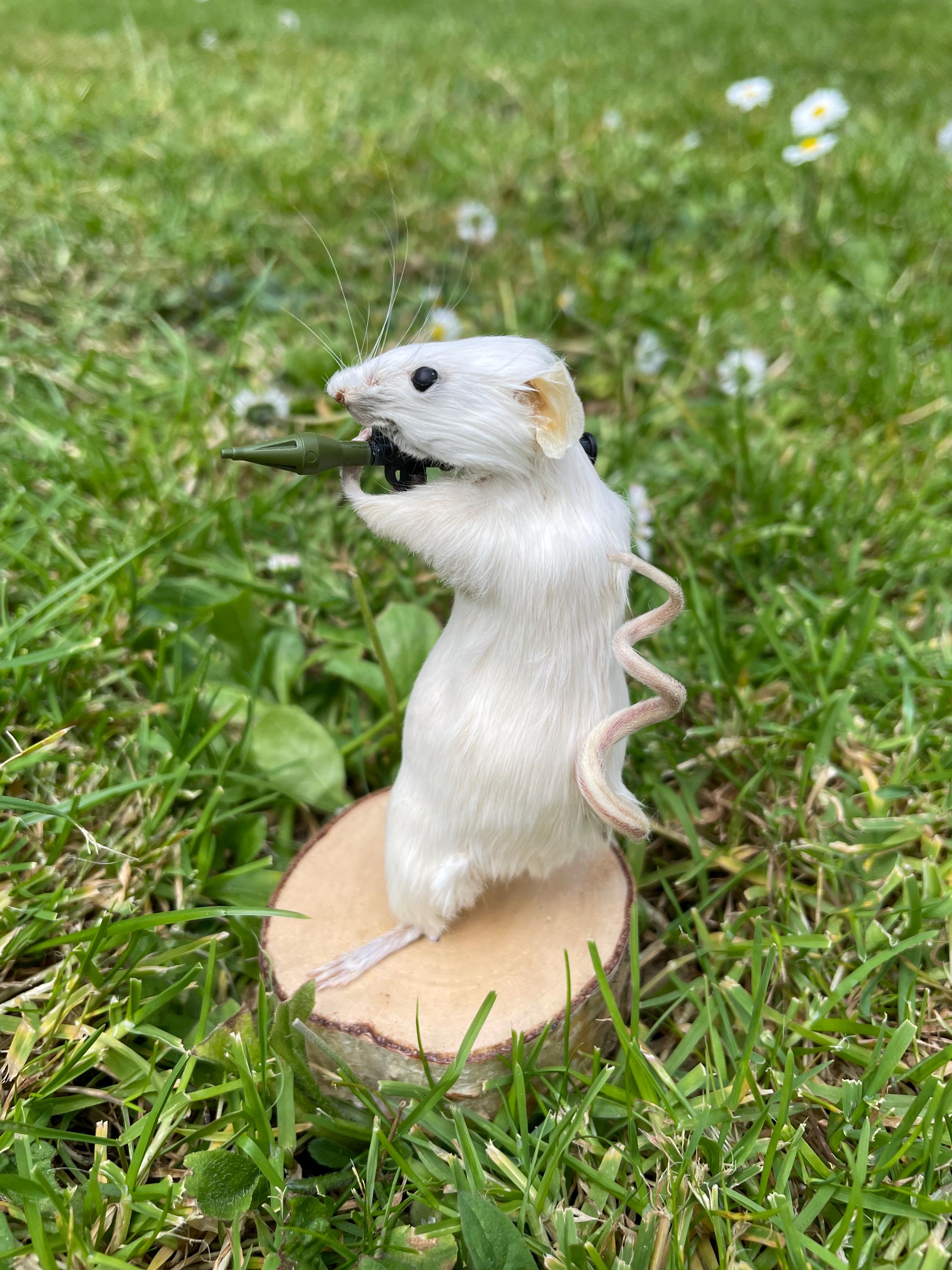 Rodent Rocket Pocket Rocket Rodent – Taxidermy Mouse Holding a Rocket Launcher - Etsy