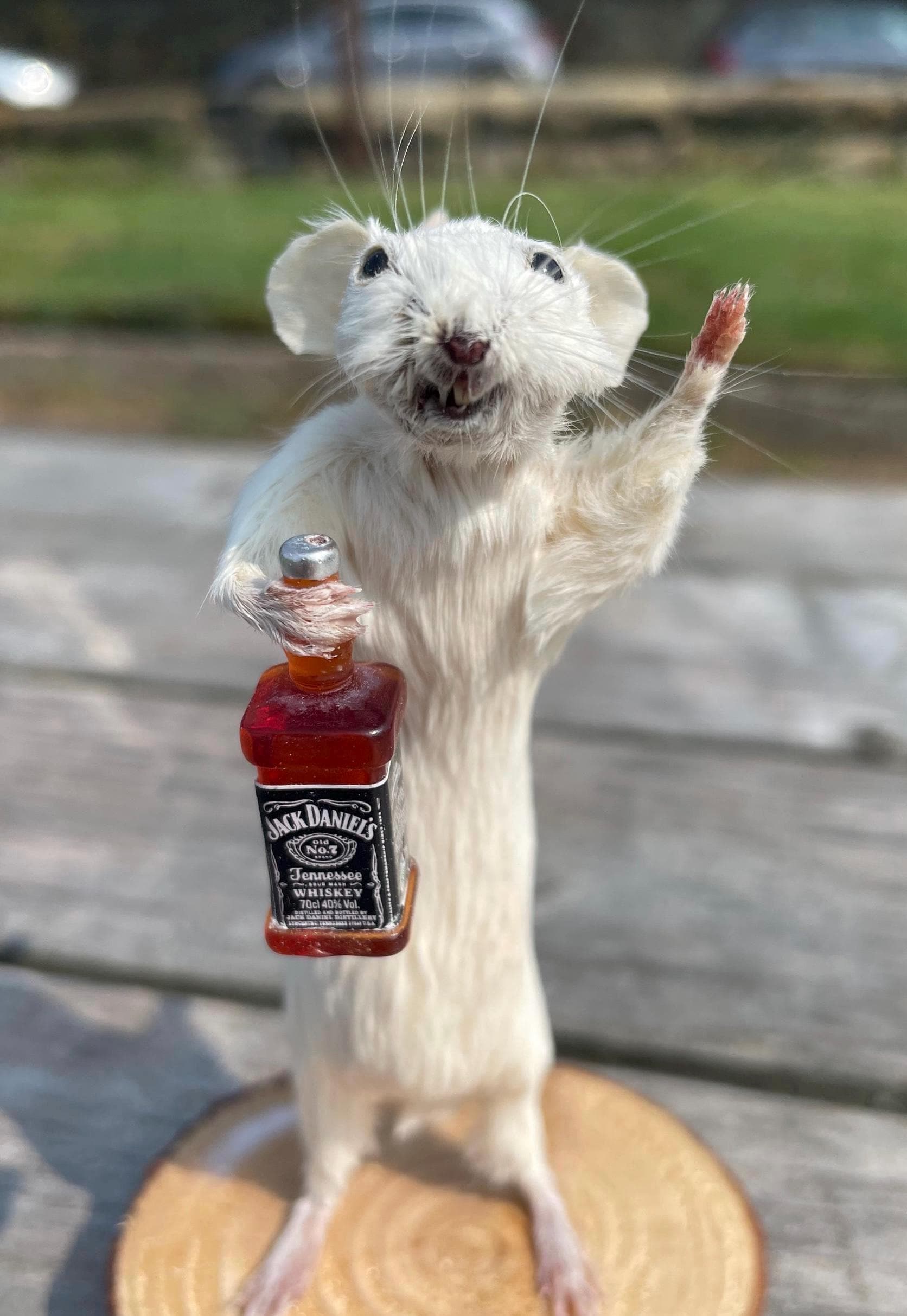 Whiskey whiskers, Taxidermy Mouse with bottle of Jack Daniel’s