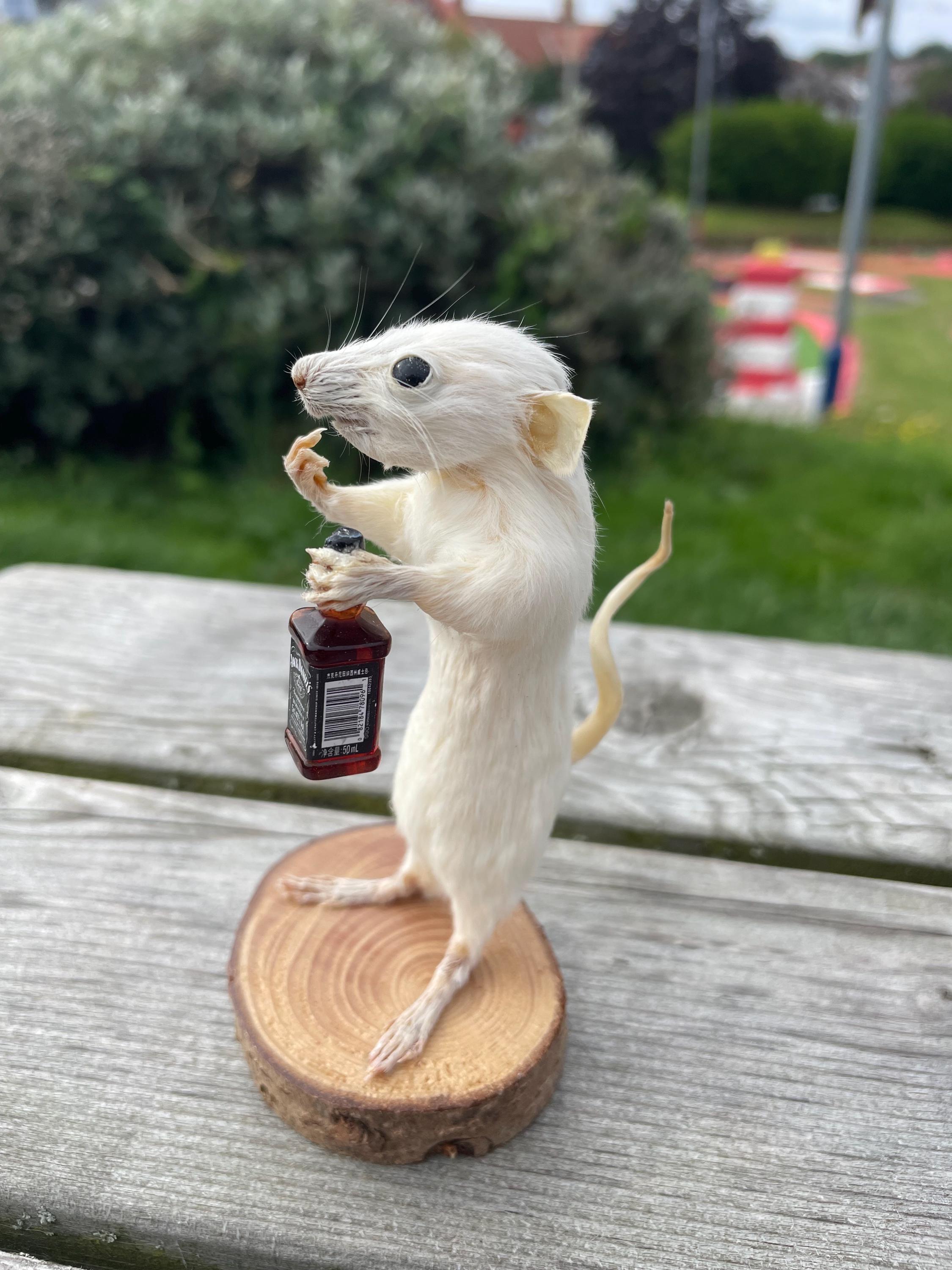 ラット ダニエルズ – ジャック ダニエルのボトルを持ち、中指を立てて