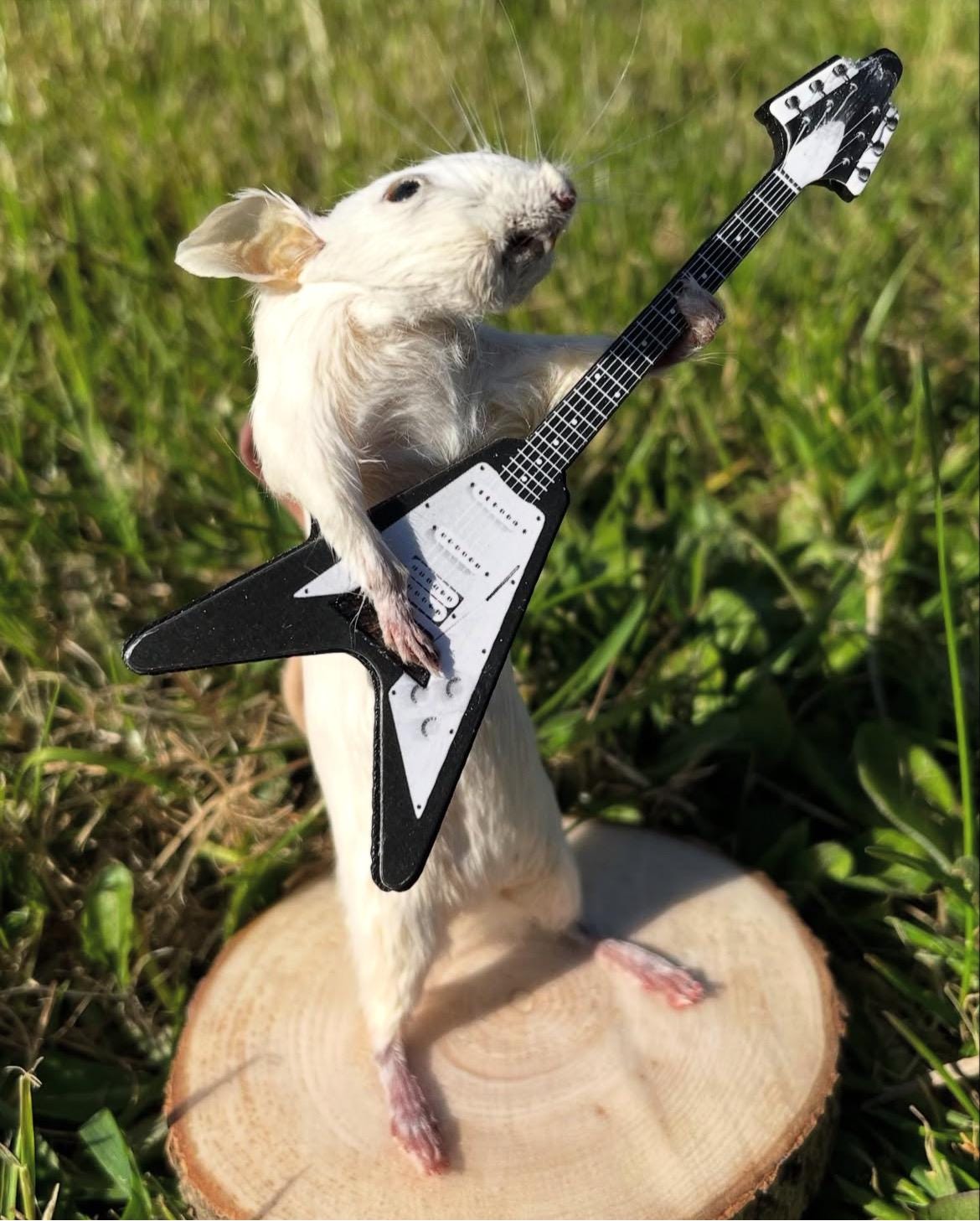 Metallica Mouse, Taxidermy Mouse Playing the Electric Guitar - Etsy