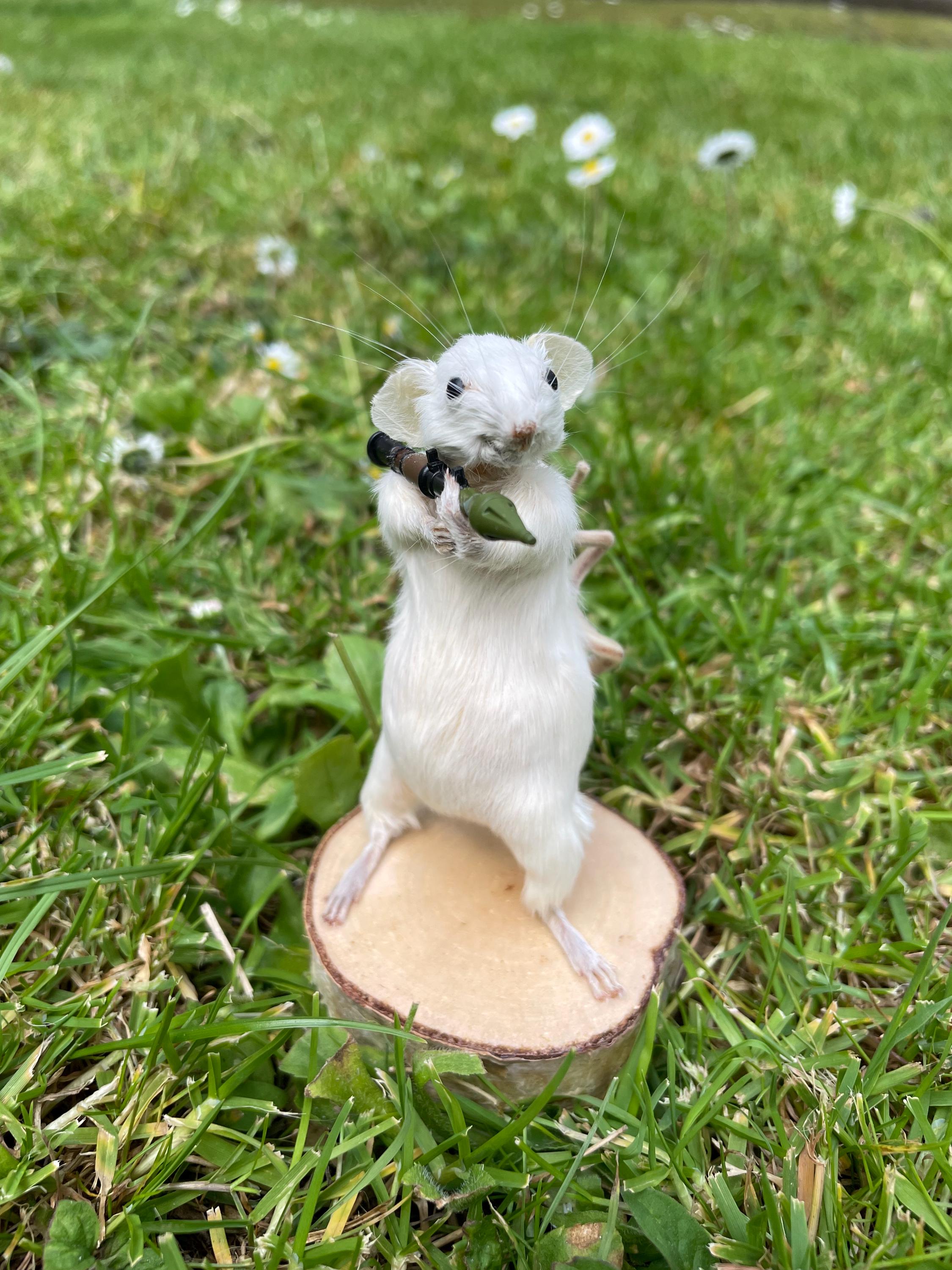 Rodent Rocket Pocket Rocket Rodent – Taxidermy Mouse Holding a Rocket Launcher - Etsy