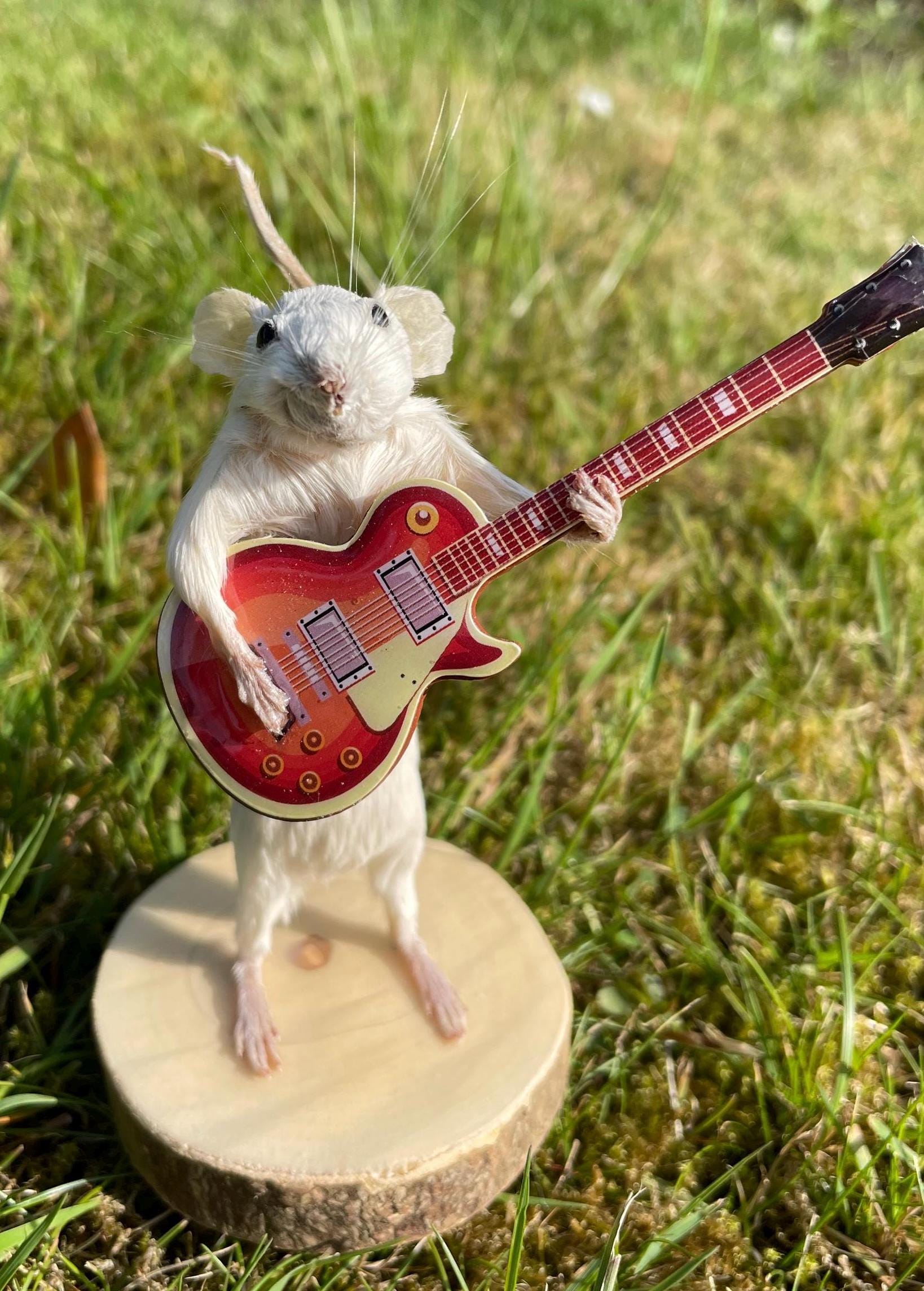 ギター PGS RODENT Melody Minimus, Taxidermy Mouse Playing the Guitar - Etsy