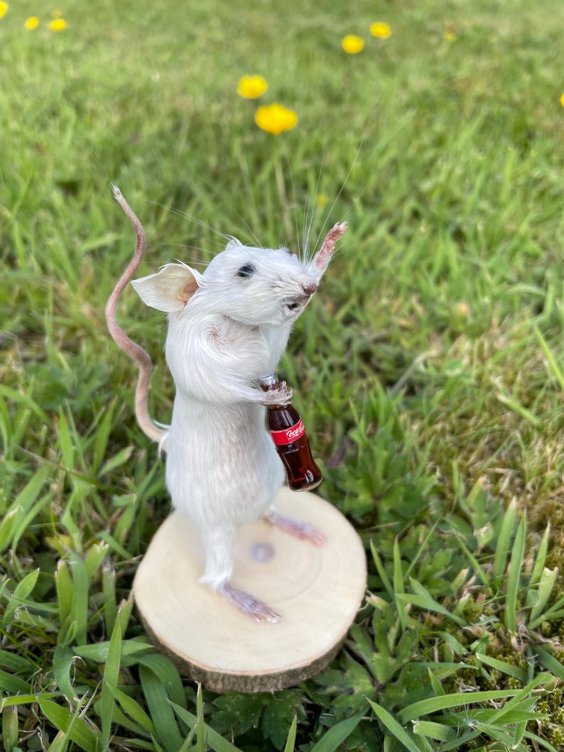 Cola Critter – Taxidermy Mouse Holding a Coca-cola - Etsy