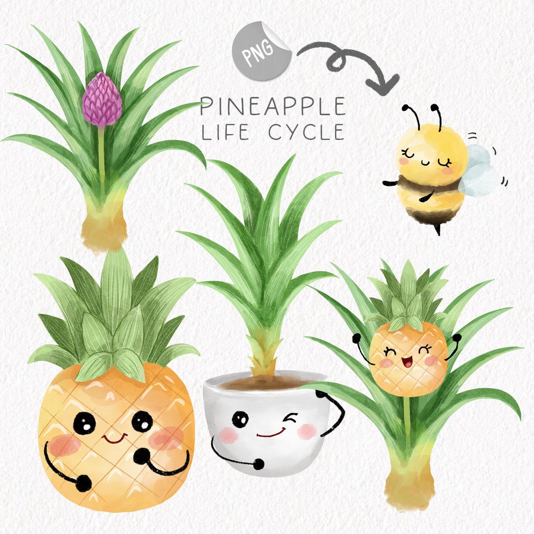 Pineapple Life Cycle Clip Art ,PNG Files 300 Dpi. - Etsy