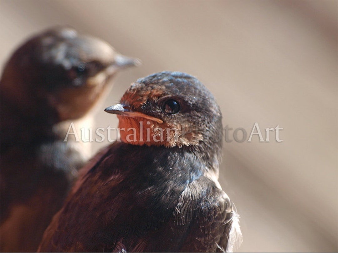 Swaallow Swallow Bird Photograph, Close up Nature Photography, Australian Photo ...