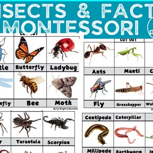 Printables insecten | Printables kruipende insecten | Werkbladen insecten|Insecten Leuke weetjes|Insecten| Bugs-printables| Leren in de kleuterklas| Pdf&#39;s|