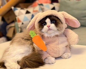 Cat 3D clothes cross-dressing rabbit pet funny with carrot