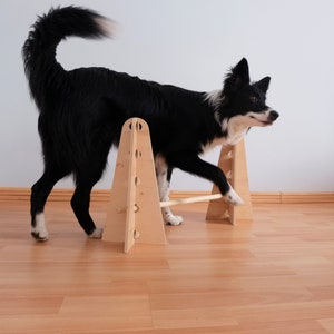 May include: A black and white Border Collie dog is stepping over a wooden agility jump. The dog is in motion, with its front paw lifted over the jump's horizontal bar. The jump is made of light-coloured wood and is set on a hardwood floor.