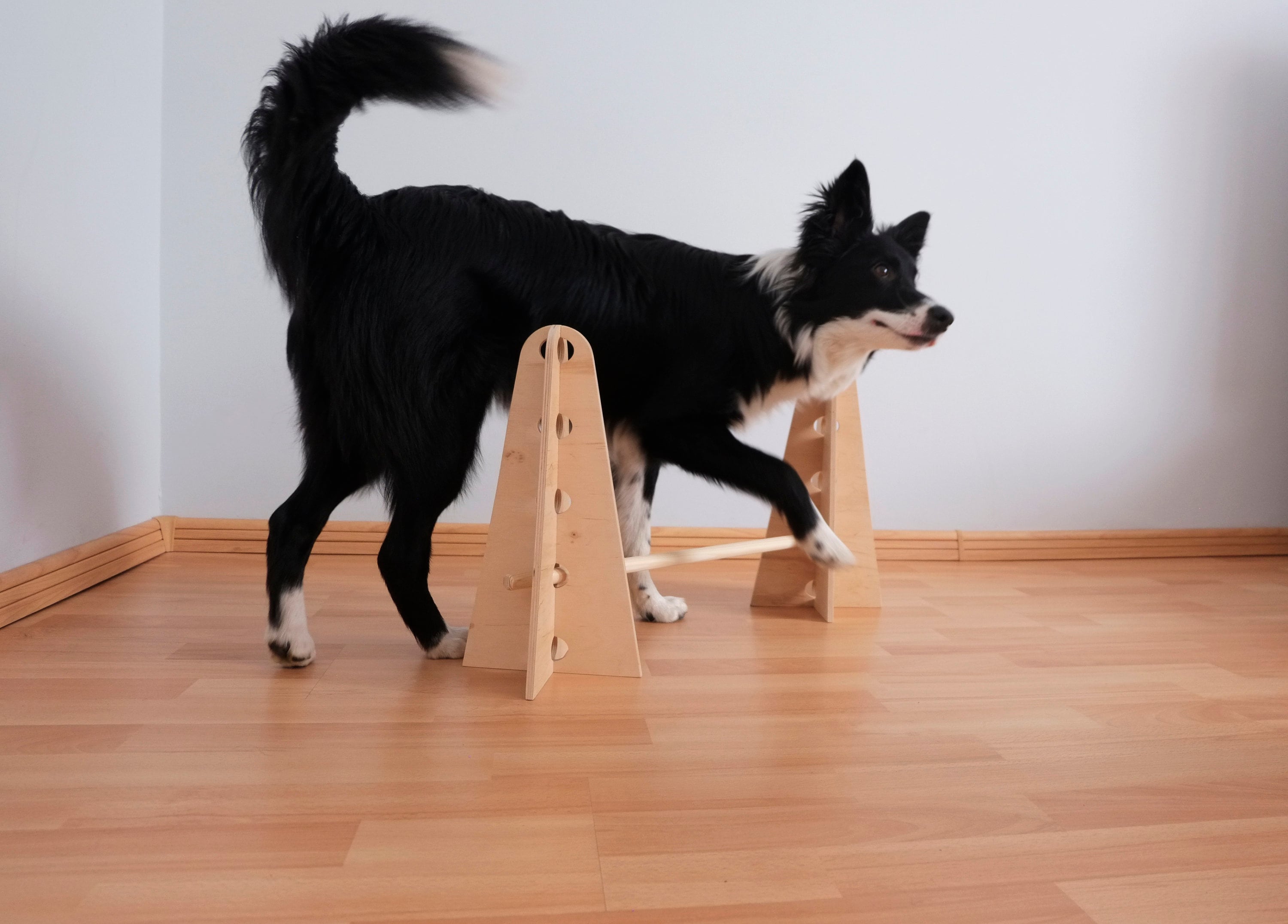 Caja de adiestramiento canino España