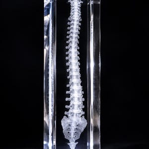 Colonne vertébrale - 160 x 80 x 80 mm - Anatomie 3D en cristal - Cristal 3D - Modèle osseux 3D - Personnalisable