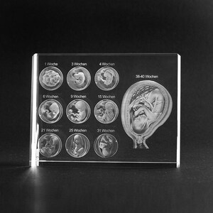 May include: A clear acrylic block with a 3D image of a foetus developing over 40 weeks. The image shows the foetus at 1, 3, 4, 6, 9, 15, 21, 25, 31, and 38-40 weeks. The text "1 Woche", "3 Wochen", "4 Wochen", "6 Wochen", "9 Wochen", "15 Wochen", "21 Wochen", "25 Wochen", "31 Wochen", and "38-40 Wochen" is printed below each image.