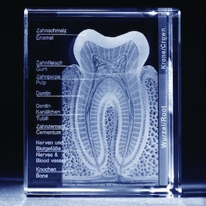 Könnte beinhalten: Ein klarer Glaswürfel mit einer detaillierten anatomischen Illustration eines Zahns, beschriftet in deutscher Sprache. Die Beschriftungen beinhalten "Zahnschmelz" (Enamel), "Zahnfleisch" (Zahnfleisch), "Zahnpulpa" (Pulpa), "Dentin", "Kanälchen" (Tubuli), "Zahnzement" (Zement), "Nerven und Blutgefäße" (Nerven und Blutgefäße) und "Knochen" (Knochen). Der Zahn ist mit "Krone/Crown" und "Wurzel/Root" beschriftet.