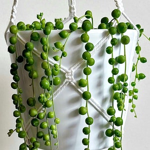 Pode incluir: Um suporte de planta de macramê branco com um vaso de cerâmica branco contendo uma planta de cordão de pérolas.