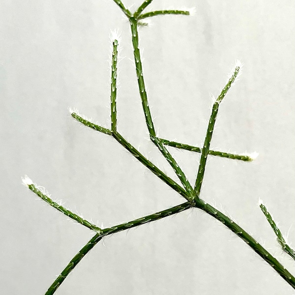 Cactus hanging Rhipsalis Pilocarpa Houseplant Cutting with roots plant houseplant plantlover gift