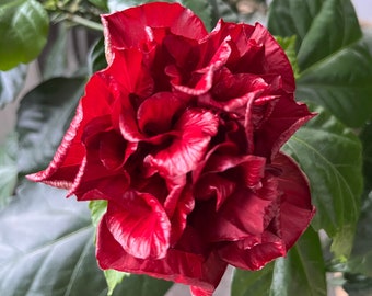 Stek van de rode hibiscus met dubbele bloemblaadjes en wortels (rosa-sinensis), 15-25 cm hoog