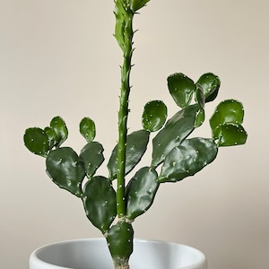 Suculenta Opuntia Jamaicensis planta de interior con raíces vivas regalo para amantes de las plantas de bajo mantenimiento