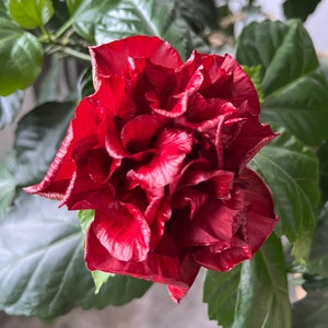 Hibiskus zimmerpflanze - Etsy.de