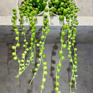 Senecio Rowleyanus Parelsnoer geplant cadeau voor plantenliefhebber