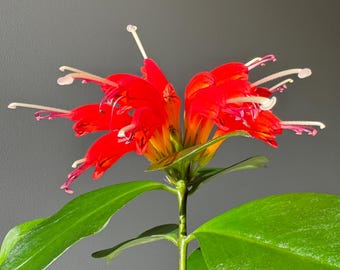 Aeschynanthus Speciosus, Orange Lipstick Pflanze, Zimmerpflanze Steckling mit Wurzeln 15 cm, langlebige Blumen