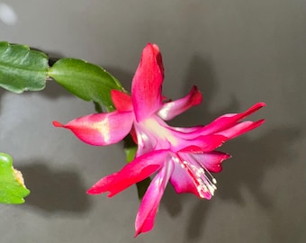 Vero cactus di Natale / Schlumbergera x Buckleyi / Pianta natalizia antica / Fiori rosa / Talea rara di pianta d'appartamento viva con radici