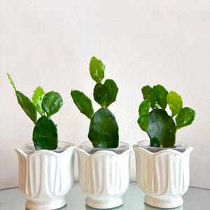 Opuntia Jamaicensis Feigenkaktus mit Topf verwurzeltem Sukkulenten