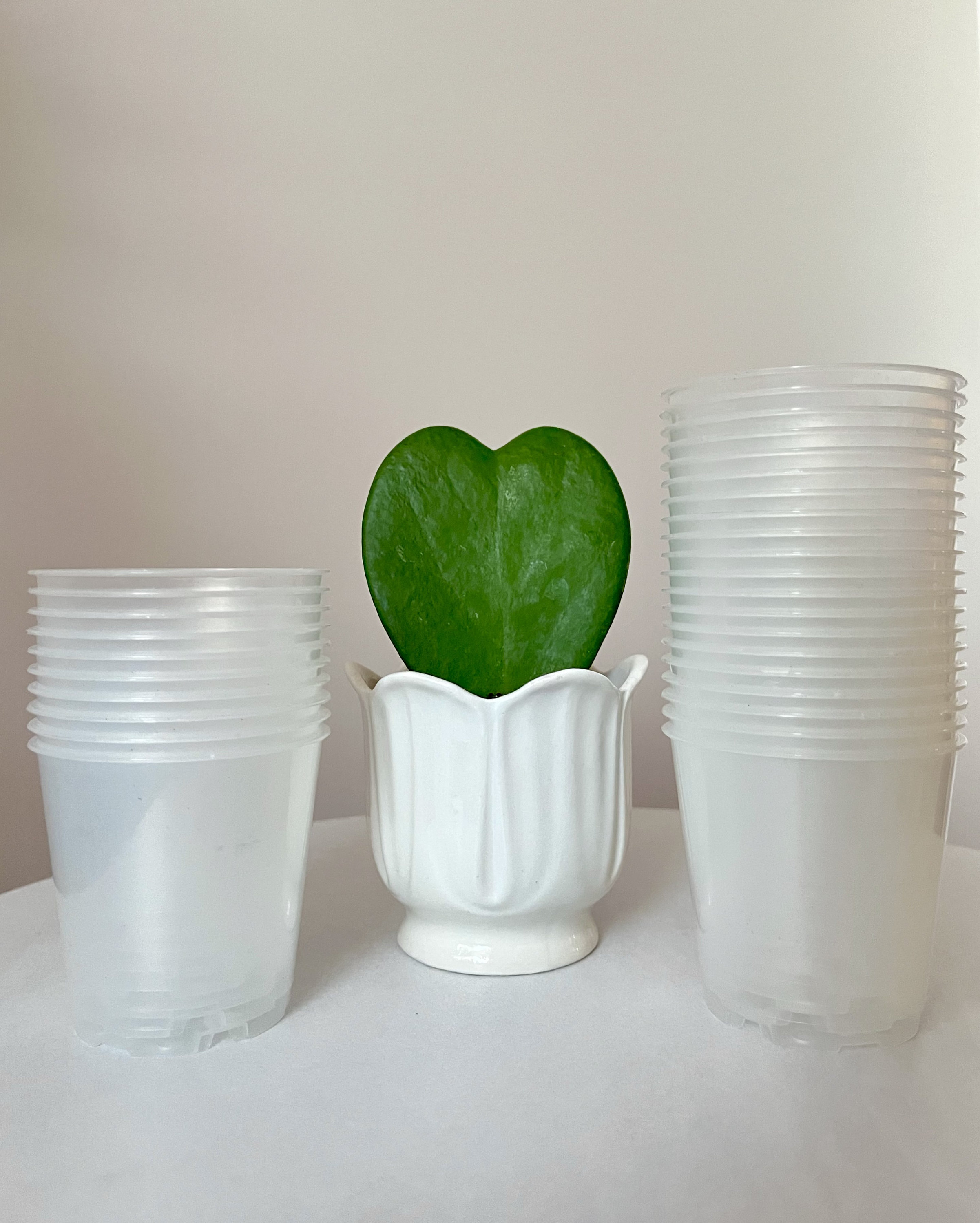 Zimmerpflanzen samen set - Etsy.de
